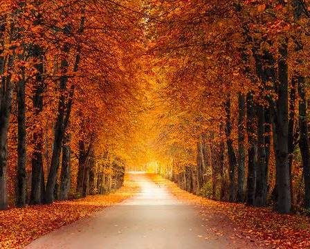 Road lined with trees in orange fall color