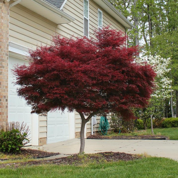 Red Japanese maple growing beside a house