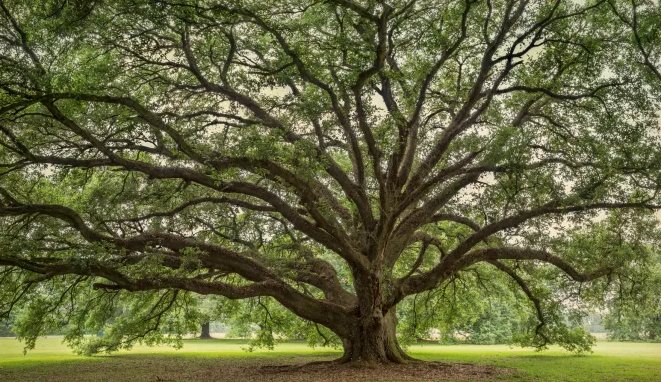 Wide-spreading oak with long horizontal limbs