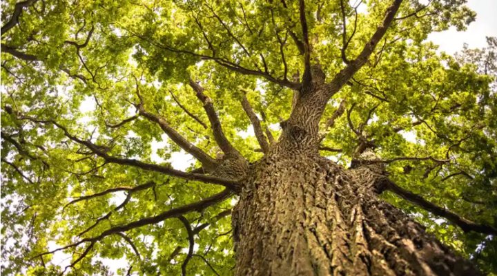 Looking up the trunk of a mature oak into its green canopy