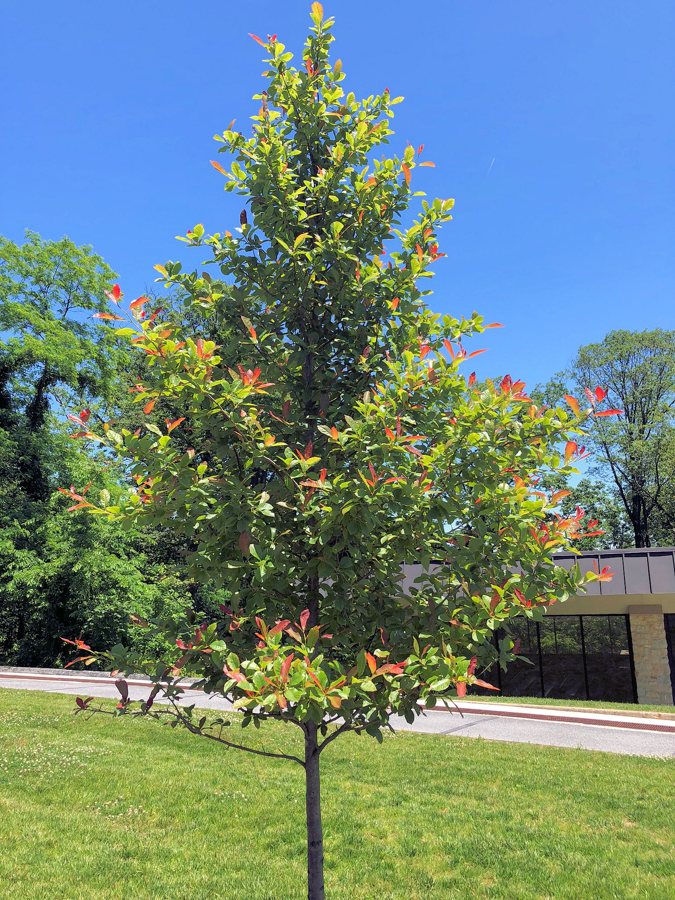 Young tree with green leaves and red new growth on a lawn